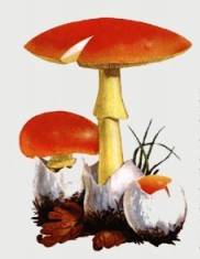 funghi